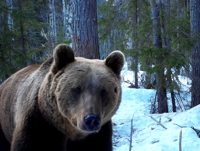 Медведь подошёл вплотную к фотоловушке в Онежском Поморье!